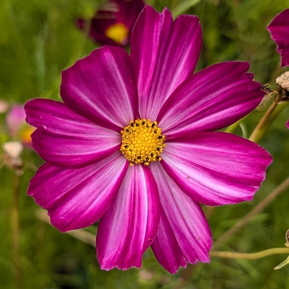 Meet your Posher, Hope - Picture 1 of 1